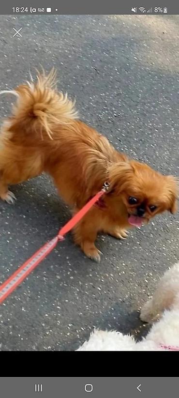 pekınes: Pekines — 1