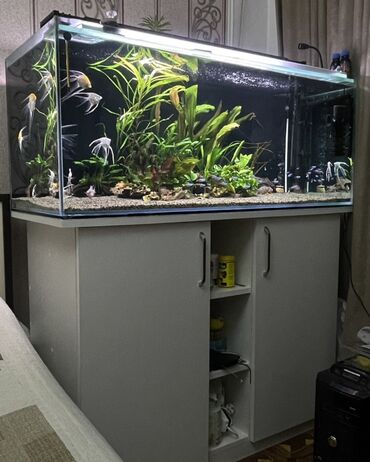 Mini: Akvarium uzunlugu 120 eni 50 hündürlüyü 50. Şüşənin galinligi 10 mm