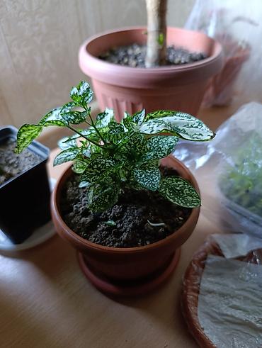 Бегонии: Гипоэстес (Hypoestes phyllostachya) «пятнистый» в горшке,есть белый — 3