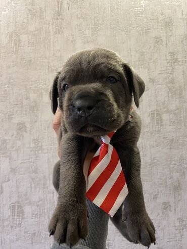 İtlər: Kane-Korso, 2 ay, Erkek, Sənədli, Pulsuz çatdırılma, Ödənişli çatdırılma — 19