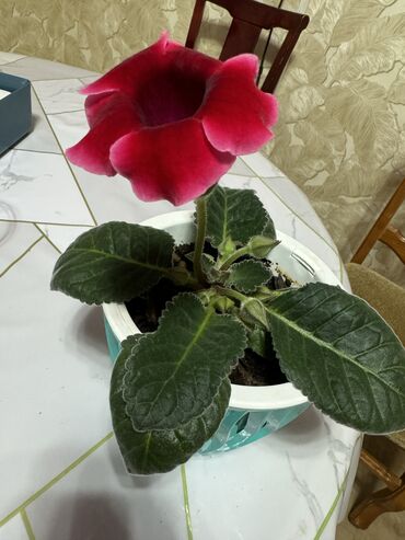 комнатные растения цветы: Глаксиния малинового цвета, взрослая, бутонов много. Перезимовавшая