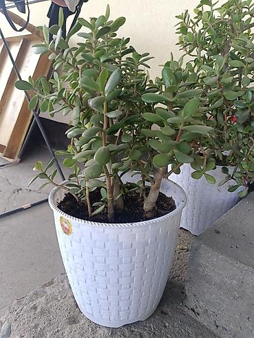 Толстянка (Crassula ovata, денежное дерево) в декоративном кашпо. -