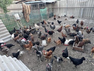 купить яйцо бройлера для инкубации: Продаю