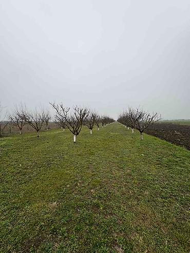 Prodaja zemljišta: Plac Ugrinovci centar, 110 ari + voćnjak Uknjižen 1/1 na ime vlasnika — 4