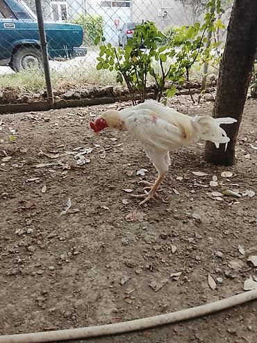 barter xoruz: Saqlamdi 1 il 3 aylıqdı tuleydedi heyvan tükünü deyisenen sora lap — 3