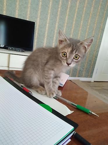 серая кошка: Кошка даром: Беспородная, 2 месяца, Девочка, Приучена к лотку, Проглистована — 4