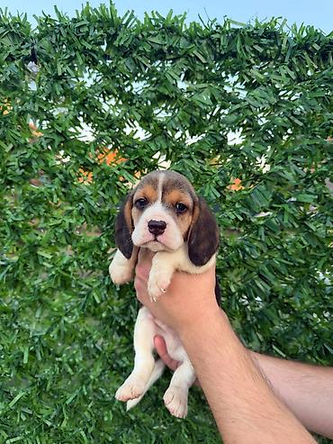 Psi: ŠTENCI BIGLA – The Lovely Dogs Pogledajte vrhunski kvalitet naših — 17