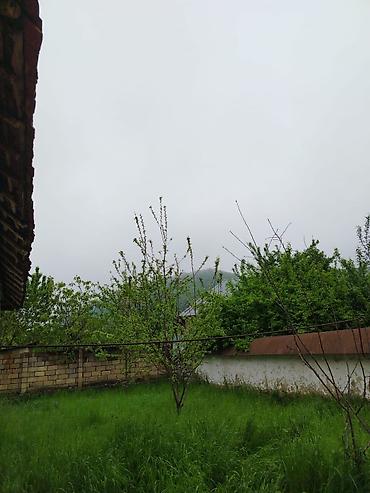 ferma is baki: Tikinti — 4