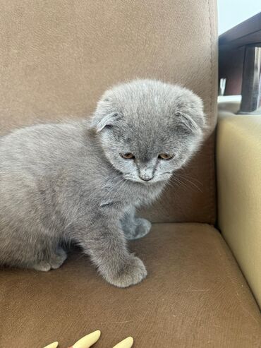 scottish fold satilir: Şotland, Erkək, Yaxşı əllərə, Ünvandan götürmə, Ödənişli çatdırılma, Rayonlara çatdırılma
