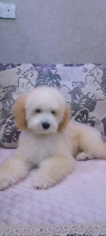 İtlər: Pudel, Sənədli — 3