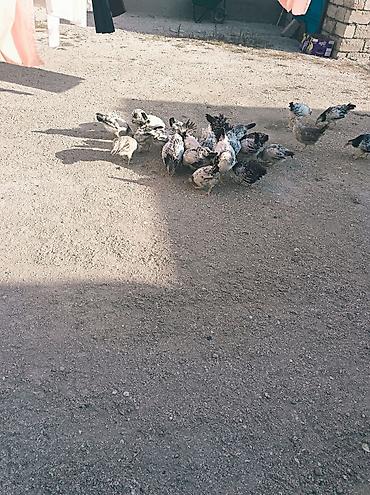 cücə fermasi: Toyuq cücələri, Damazlıq — 3