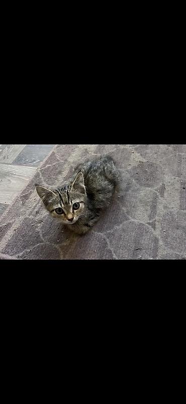 Продажа кошек: 🏡 КОТЯТА ИЩУТ ДОМ! 🐾❤️ Два замечательных малыша — чёрный котик и — 16