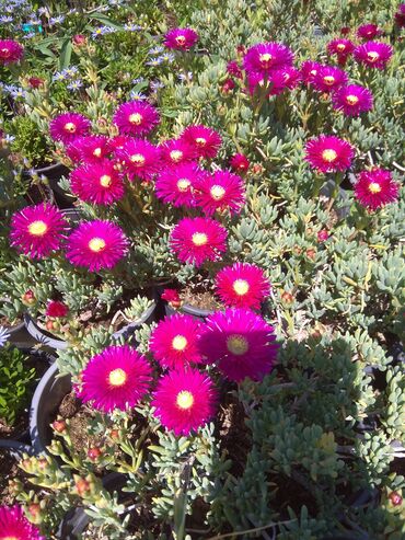 Toxumlar: Həyət gülleri. 90növ çesid var! — 26