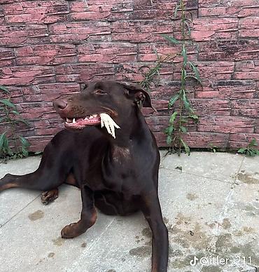 doberman itleri: Doberman — 3