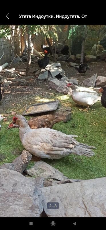 Другие с/х животные: Утята Индоутки Тяжёлая Линия. Индоутята. Фендибоберных Солидных — 7