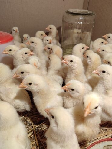 цыплята бишкек: Продаю | Куры, Петух, Цыплята | Леггорн | Несушки