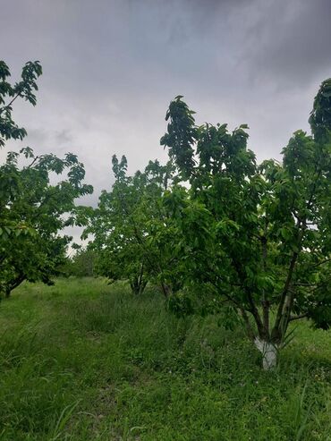 Ağaclar: 2 hektar 79 sot Məhsul: Gilas bağı Xaçmaz Rahimoba yolunda Asvaltdan — 5