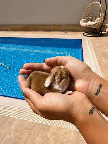 at satişi: 🐰Körpəlik halı belə şirindir! Cəmi 8 günlükdür 22 avqustdan satış — 1