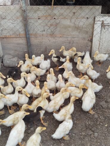 Digər quşlar: Salam tam sağlam Pekin kuban ordeklerdir 28 gunlukduler obsi götürən