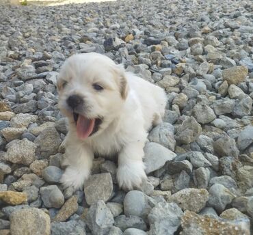 pekines itləri: Pekines, 1 ay, Dişi, Peyvəndli, Ünvandan götürmə