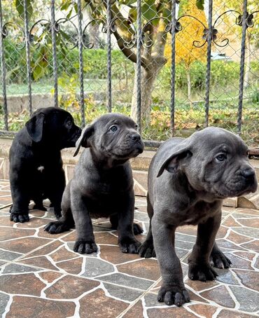 İtlər: Kane-Korso — 8