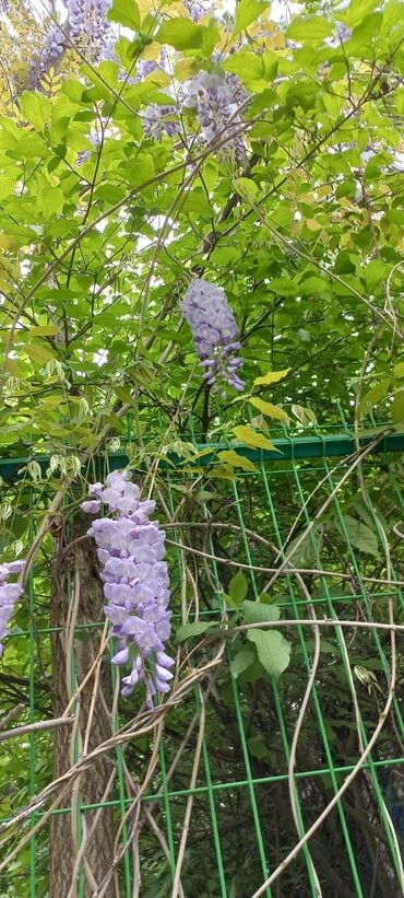 Садовые цветы и кустарники: Саженцы цветка: Пионы, Самовывоз at lalafo.kg — 14 Садовые цветы и кустарники: Саженцы цветка: Пионы, Самовывоз — 14