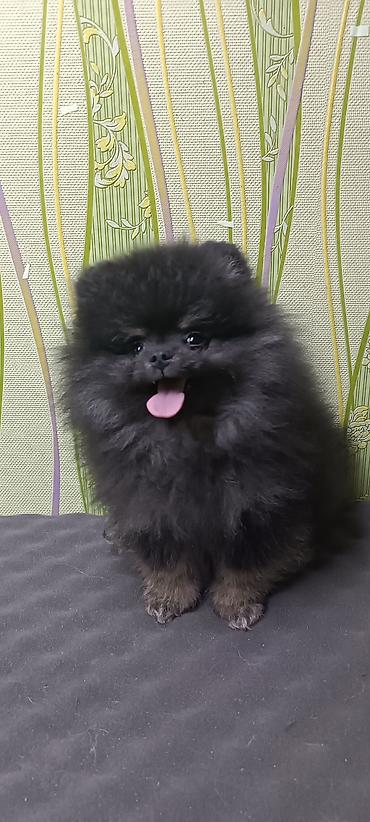 Продажа собак: Шпиц, 2 месяца, Самец, С прививкой — 7