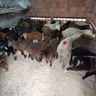 Qoyunlar, qoçlar: Salam aleyküm 215 mantdan 240 manata kimi deyişlir saxlamlqa yararlı — 10