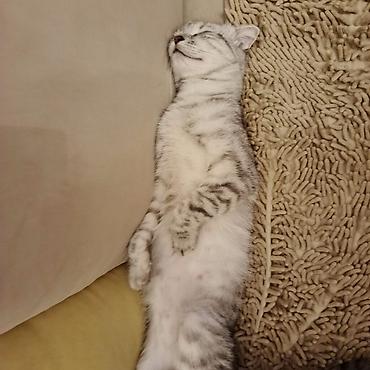 Кошки: Самка, В добрые руки, Самовывоз — 2