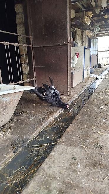 sevgi qusu: 6 aylıq cins lal ördəklər xalis əti azi 4kq ancaq xoruz satılır — 4