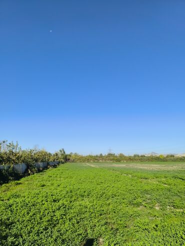 Torpaq sahələrinin satışı: 100 sot, Kənd təsərrüfatı, Kupça (Çıxarış) -da lalafo.az — 2 Torpaq sahələrinin satışı: 100 sot, Kənd təsərrüfatı, Kupça (Çıxarış) — 2