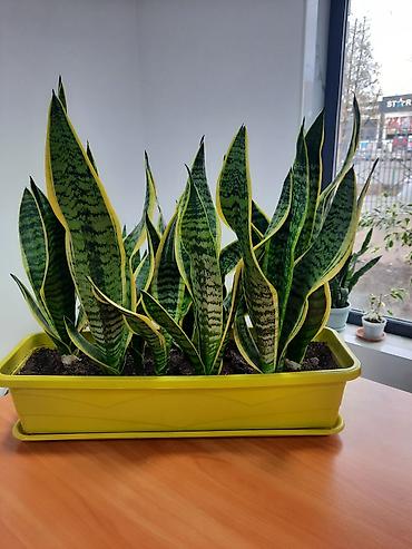 Драцены и Сансевиерии: Сансевиерия (сансевьера, «тещин язык») в горшках. - Варианты сортов — 5