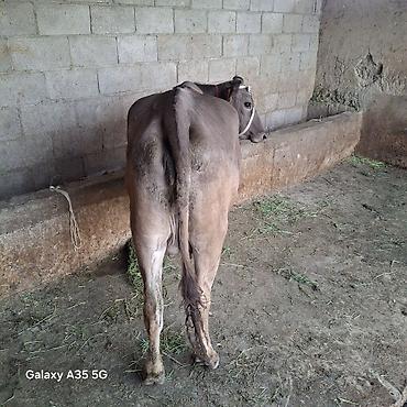 Коровы, быки: Продаю | Корова (самка) | Для молока — 7