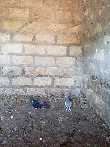 mor rəng: Salam. Hamısı tam sağlam heyvanlardır. Tutulma falan deyil. Hamısı — 5