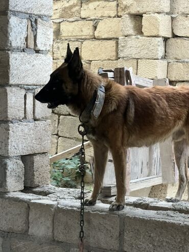 İtlər: Belçika çoban iti, 2 il, Erkek, Peyvəndli — 17