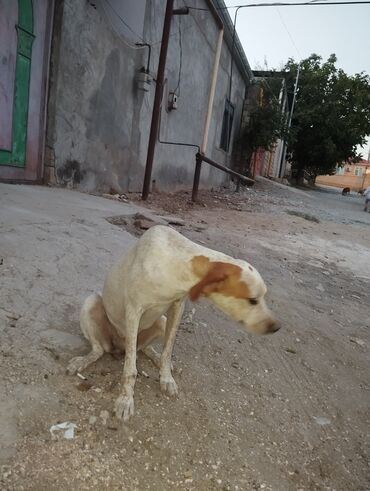 alman coban iti qiymeti: 1 il, Dişi, Peyvəndli, Ünvandan götürmə