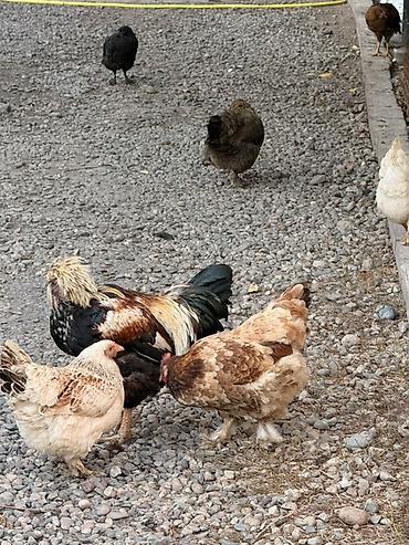 несушка кур: Продаю | Куры | Домашняя | Для разведения — 5