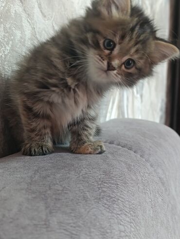 американская жесткошёрстная кошка цена: Милый котенок😍😍 девочка почти два месяца. ищет себе хороших добрых