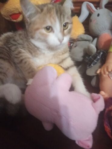 Pişiklər: Şotland toppuş az tüklü ba la şirindi tippusdu — 6