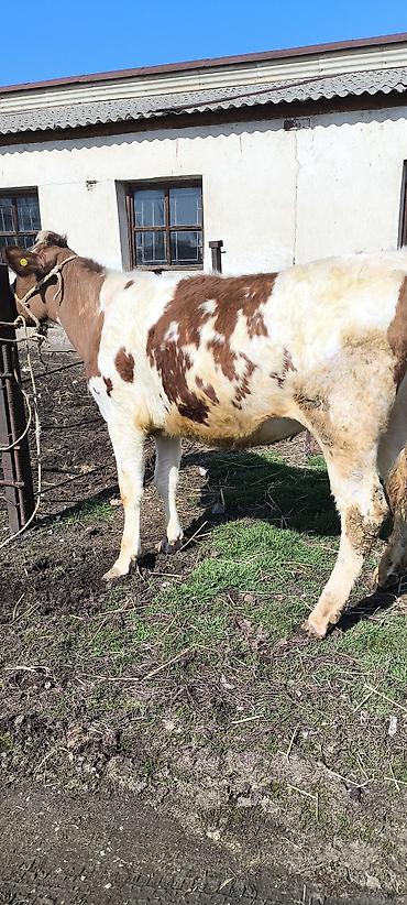Коровы, быки: Продаю | Тёлка | Айрширская — 4