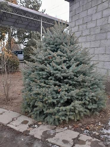 Другие декоративные деревья: Все за 20тыс голубые клипрост высокие хорошие пышные, не болеют — 13