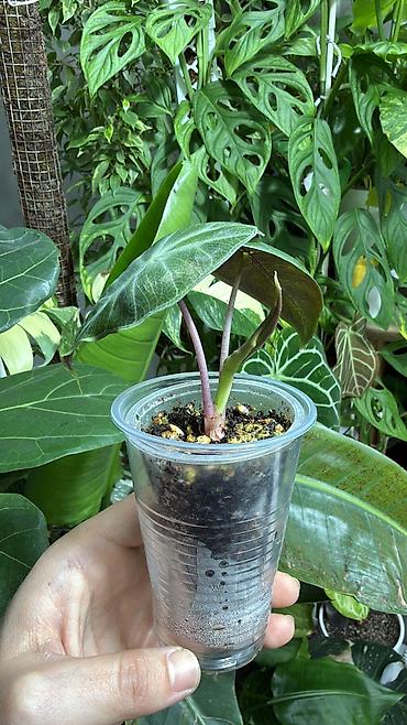 Монстеры: Детки Алоказии Полли по 200 Монстера адансони вариегатная (Monstera — 5