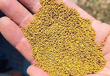 соевой шрот: Продаю семена люцерны 
Цена договорная 
Г.Кара-Балта — 1