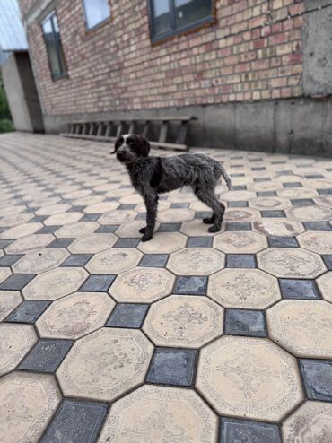 собака пекинес: Продаю щенка Дратхаара 4-5 месяцев девочка Игривая с детьми хорошо
