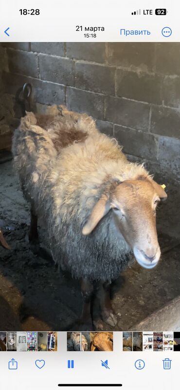 Бараны, овцы: Продаю | Овца (самка) | На забой, Для разведения, Для шерсти | Матка
