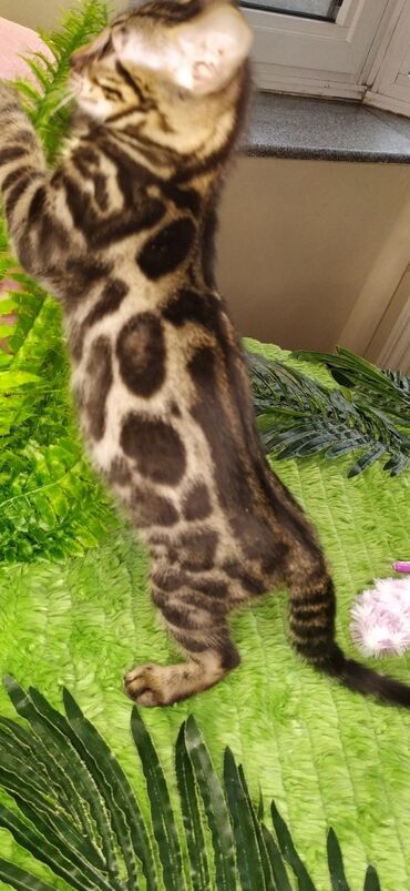 Продажа кошек: Друзья !!! питомник Бен Гла Мур с радостью предлагает новый помет. от — 13