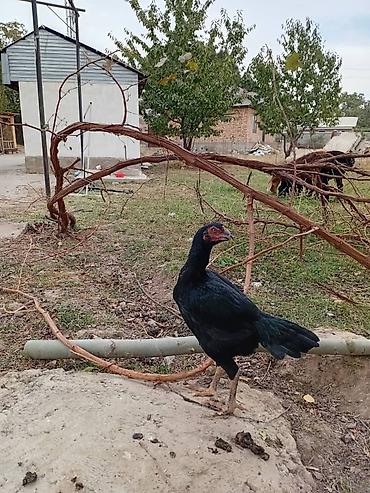 Куры, петухи: Продаю | Куры | Бойцовая | Для разведения — 3