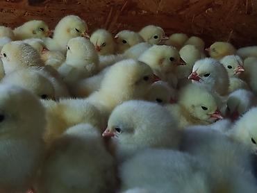 Куры, петухи: Продаю | Цыплята | Для разведения — 5