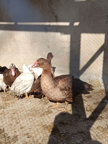 Ördəklər: 2 eded 6 ayliq yaxshi beslenmish ruan ordek(erkek dishi)cutu 125azn 5 -da lalafo.az — 20 Ördəklər: 2 eded 6 ayliq yaxshi beslenmish ruan ordek(erkek dishi)cutu 125azn 5 — 20