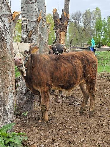 Коровы, быки: Продаю | Бык (самец) | На откорм | Привязанные — 1